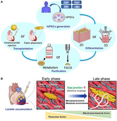 The Present State and Future Perspectives of Cardiac Regenerative Therapy Using Human Pluripotent Stem Cells